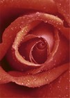 Fototapete Rose Rosenbl�te