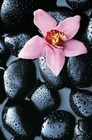 FOTOTAPETE - RIESENPOSTER - BLUME ORCHIDEE - STONE ORCHID