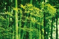 Fototapete - Riesenposter - Bambus im Fr�hling - Bamboo in Spring
