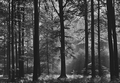 FOTOTAPETE WALD SCHWARZ WEI�