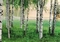  x FOTOTAPETE - BIRKENWALD AM SEE - NORDISCHER WALD