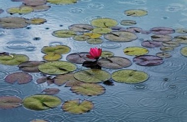 Fototapete - Riesenposter - Waterlilies - Klicken f�r gr�ssere Ansicht