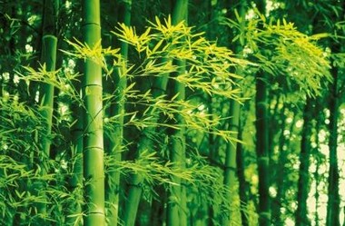 Fototapete - Riesenposter - Bambus im Fr�hling - Bamboo in Spring - Klicken f�r gr�ssere Ansicht