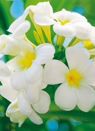 Fototapete - Blumen - Frangipani Blossoms - Klicken f�r gr�ssere Ansicht