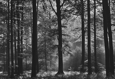 Fototapete Wald Schwarz Wei� - Klicken f�r gr�ssere Ansicht