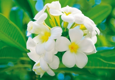 Fototapete - Plumeria Bl�te - Blume - Klicken f�r gr�ssere Ansicht
