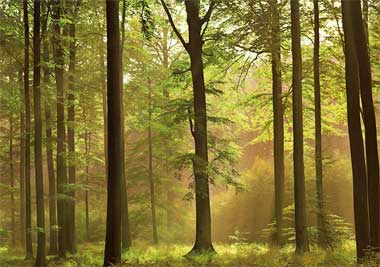 Fototapete Herbstwald Wald - Klicken f�r gr�ssere Ansicht