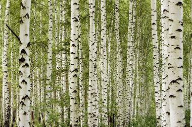 Fototapete Birkenwald Vlies - Skandinavien - Klicken f�r gr�ssere Ansicht