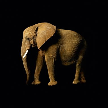 Fototapete Elefant Vlies - Elephant - Klicken f�r gr�ssere Ansicht