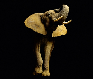 Fototapete Elefant Vlies - Elephant - Klicken f�r gr�ssere Ansicht