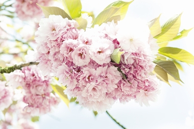 Fototapete Fr�hling Vlies - Springtime - Klicken f�r gr�ssere Ansicht