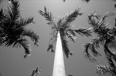 Fototapete Palmen Vlies - Palms - Klicken f�r gr�ssere Ansicht