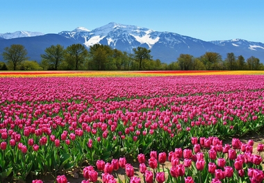 Fototapete Tulpen vor Bergpanorama - Klicken f�r gr�ssere Ansicht